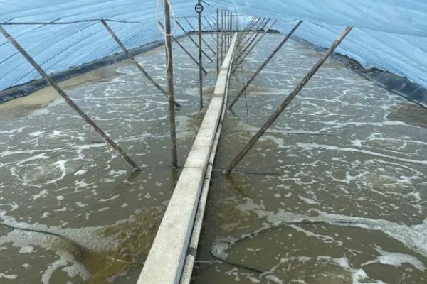 养殖南美白对虾的方法，放苗后的半个月每天喂4次