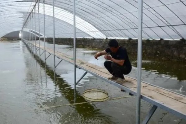 养殖南美白对虾的方法，放苗后的半个月每天喂4次