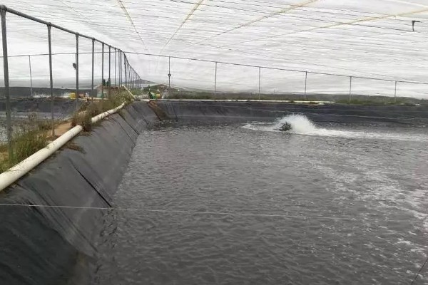 养殖南美白对虾的方法，放苗后的半个月每天喂4次