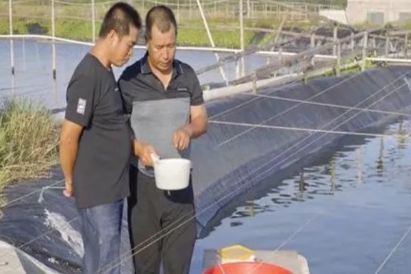 养殖南美白对虾的方法，放苗后的半个月每天喂4次