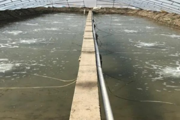 养殖南美白对虾的方法，放苗后的半个月每天喂4次