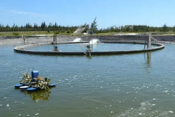 养殖南美白对虾的方法，放苗后的半个月每天喂4次