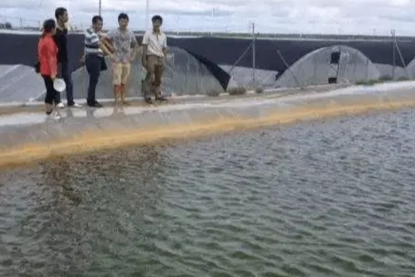 养殖南美白对虾的方法，放苗后的半个月每天喂4次