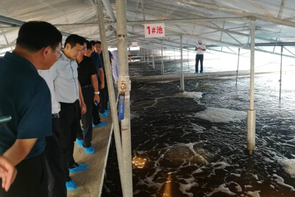 养殖南美白对虾的方法，放苗后的半个月每天喂4次