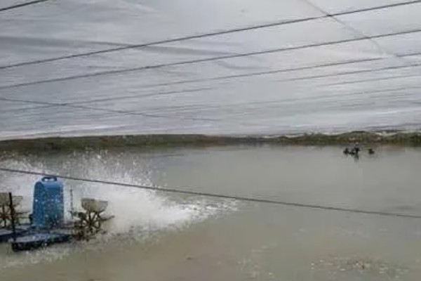 养殖南美白对虾的方法，放苗后的半个月每天喂4次