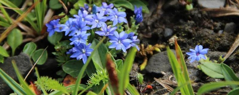 龙胆的种植时间，分为春播和秋播