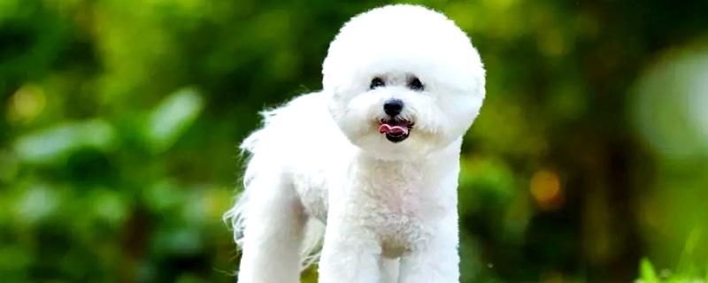 比熊犬眼屎多怎么处理，合理调整饮食尤为关键