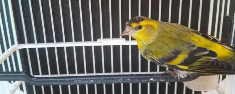 黄雀饲养方法，应该选择封闭底的鸟笼