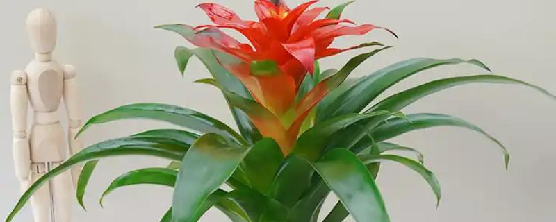 鸿运当头开花后如何养护，每个星期浇一次水