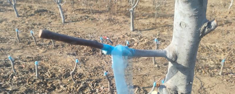 果树的嫁接方式，主要有去皮贴接、劈接等4种方法