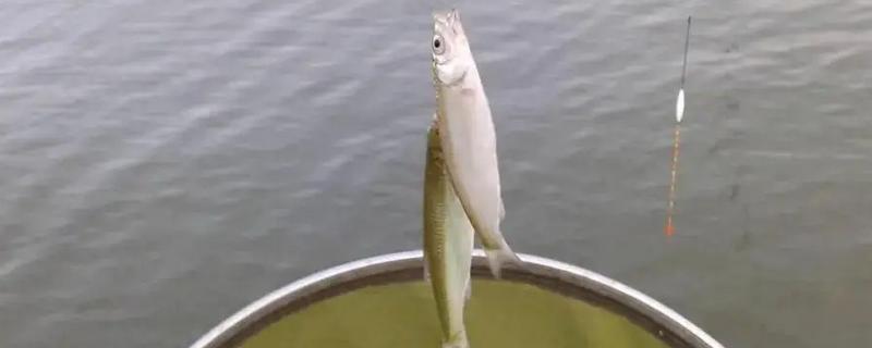 怎么用手竿钓白条鱼，从钓水皮开始逐渐向下搜索鱼层