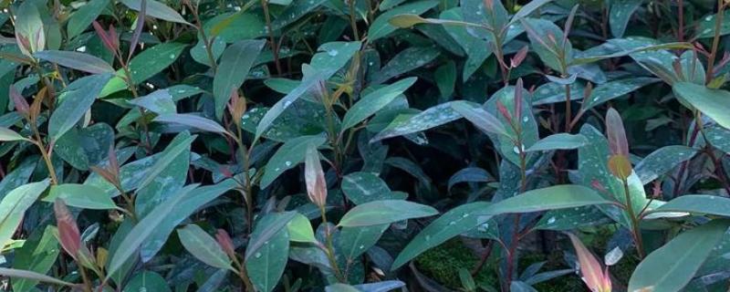 桉树苗的价格，一株售价0.2-1.0元