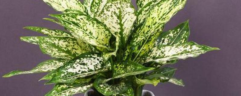 花叶万年青为什么叶子耷拉，可能是浇水过多、土壤变质等因素造成