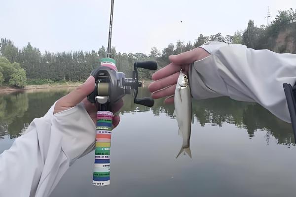 钓白条鱼用哪种饵料打窝，推荐商品饵料、麦麸饼等