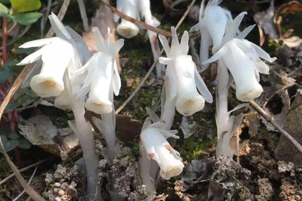 有什么寄生植物，常见水晶兰、菟丝子等品种