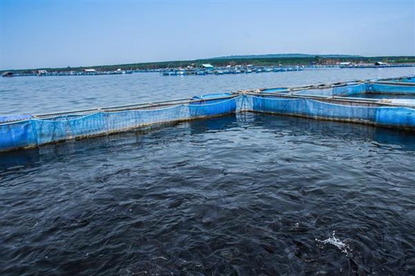 渔业养殖所需手续，要办理《中国人民共和国水域滩涂养殖证》