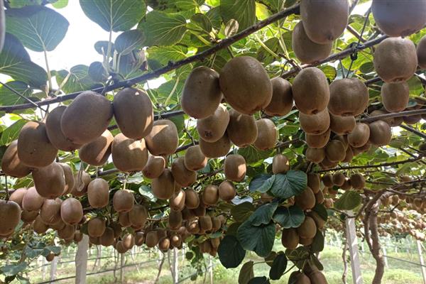 让猕猴桃快速软化的方法，与苹果装在一起并密封放置即可