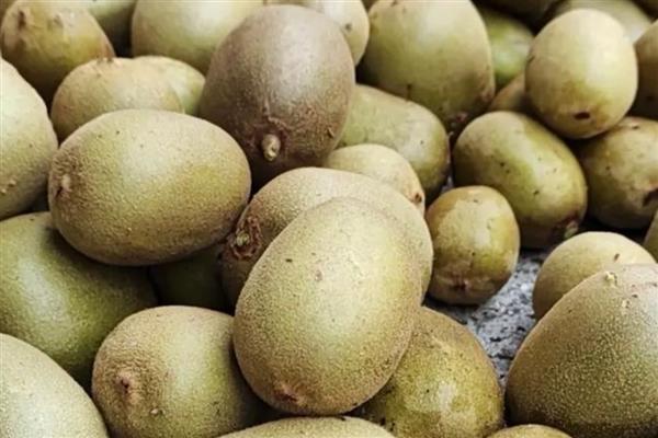 让猕猴桃快速软化的方法，与苹果装在一起并密封放置即可