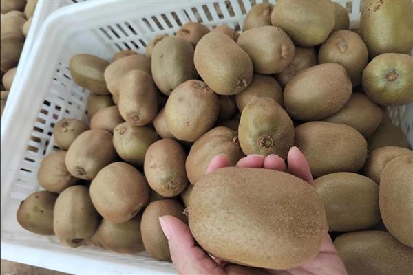 让猕猴桃快速软化的方法，与苹果装在一起并密封放置即可