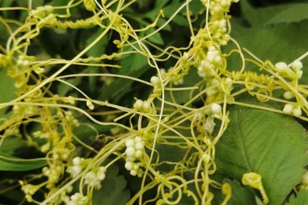 有什么寄生植物，常见水晶兰、菟丝子等品种