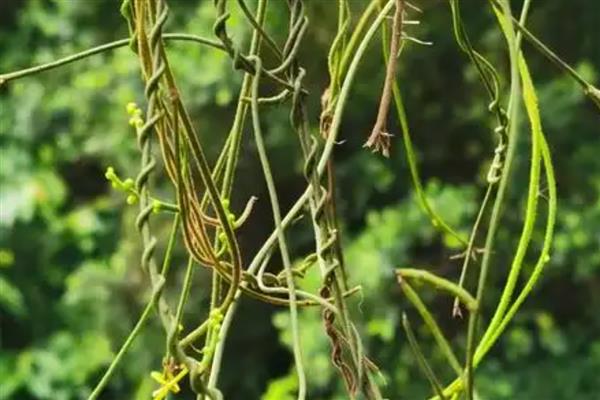 有什么寄生植物，常见水晶兰、菟丝子等品种