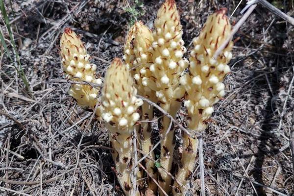 有什么寄生植物，常见水晶兰、菟丝子等品种