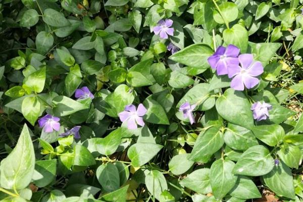 有什么寄生植物，常见水晶兰、菟丝子等品种