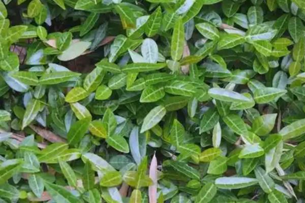 有什么寄生植物，常见水晶兰、菟丝子等品种