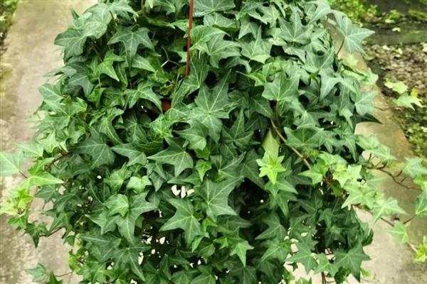 有什么寄生植物，常见水晶兰、菟丝子等品种