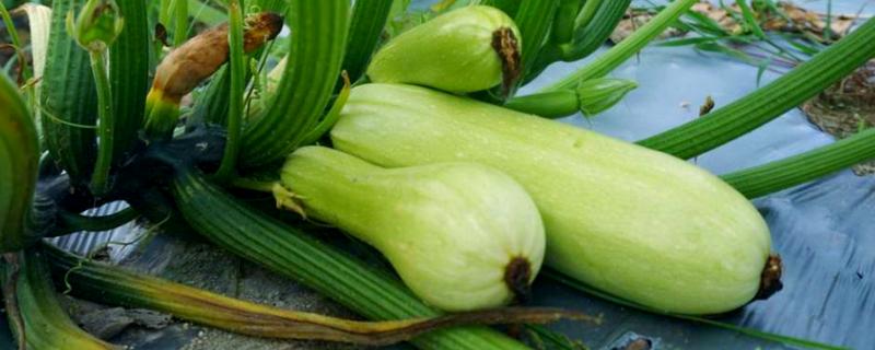 西葫芦的种植时间，一般春播为5月初