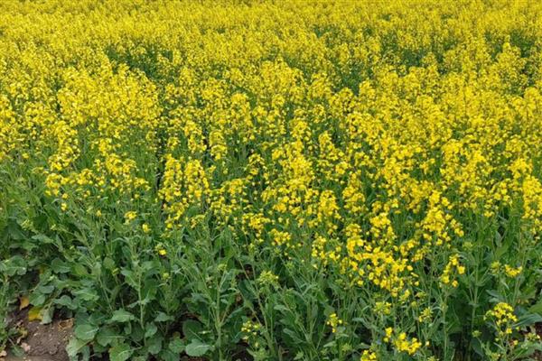 油菜籽的亩产量，通常能达到200-270公斤左右