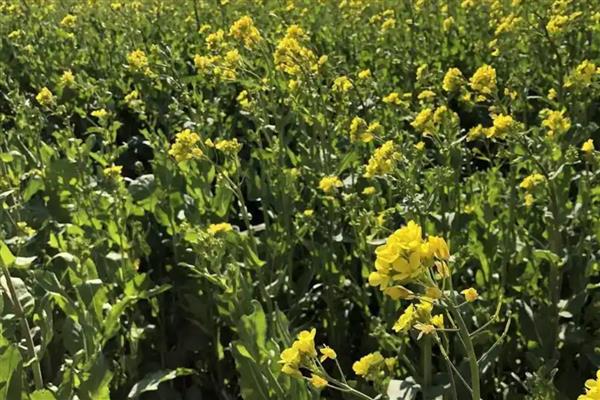 油菜籽的亩产量，通常能达到200-270公斤左右