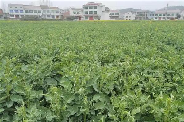 油菜籽的亩产量，通常能达到200-270公斤左右