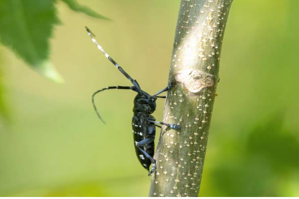 天牛是否容易养活，环境不适宜便会死亡