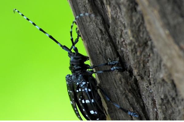 天牛是否容易养活，环境不适宜便会死亡