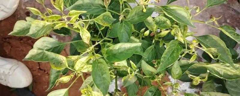 为什么会发生辣椒病毒病，是一种由各种病毒引发的病害