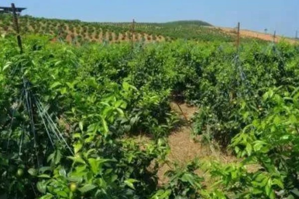 11月份至12月份沃柑怎么管理，需要修剪幼树的枝梢