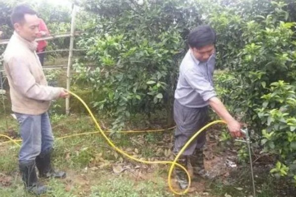 11月份至12月份沃柑怎么管理，需要修剪幼树的枝梢