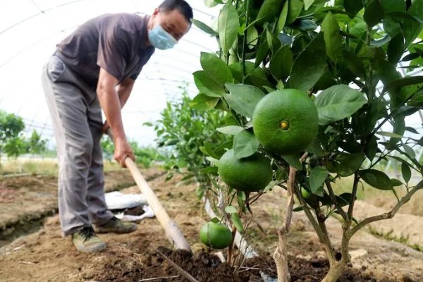 11月份至12月份沃柑怎么管理，需要修剪幼树的枝梢