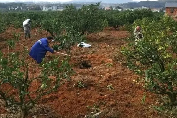 11月份至12月份沃柑怎么管理，需要修剪幼树的枝梢