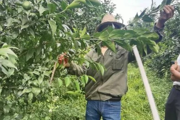 11月份至12月份沃柑怎么管理，需要修剪幼树的枝梢