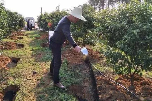 11月份至12月份沃柑怎么管理，需要修剪幼树的枝梢