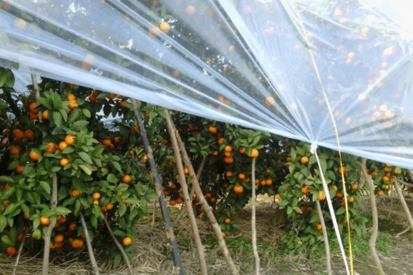 11月份至12月份沃柑怎么管理，需要修剪幼树的枝梢