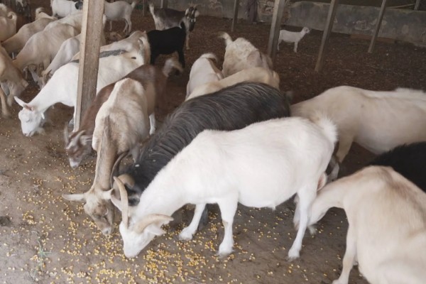 黄淮山羊的饲养方法,不同生长阶段的饲养方式不同