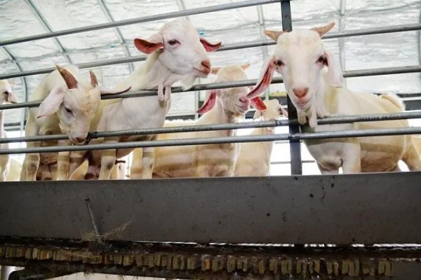 黄淮山羊的饲养方法,不同生长阶段的饲养方式不同