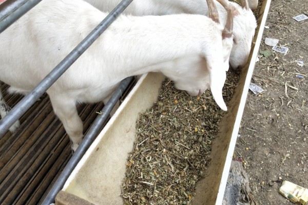 黄淮山羊的饲养方法,不同生长阶段的饲养方式不同