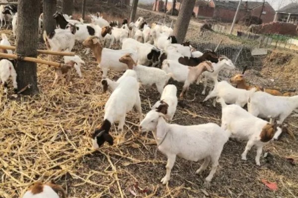 黄淮山羊的饲养方法,不同生长阶段的饲养方式不同