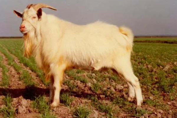 黄淮山羊的饲养方法,不同生长阶段的饲养方式不同