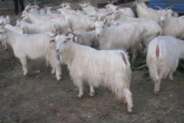黄淮山羊的饲养方法,不同生长阶段的饲养方式不同
