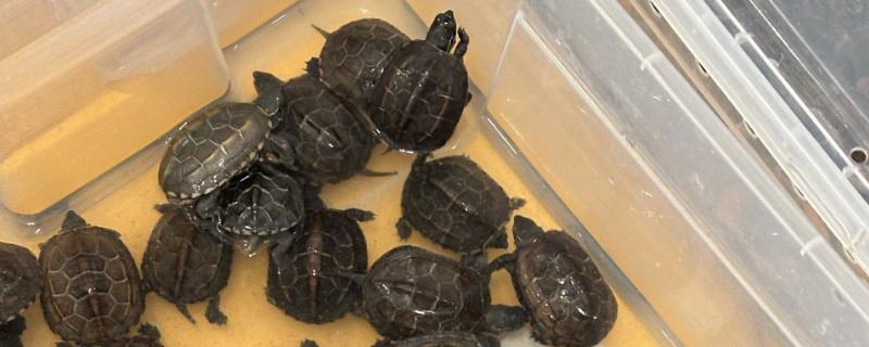 乌龟能不能吃面包，切碎后便可饲喂